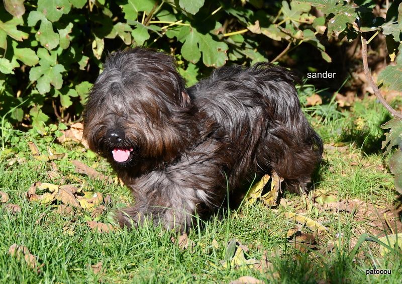 Les Pat O' Cou Du Diamant Noir - Chiot disponible  - Skye Terrier