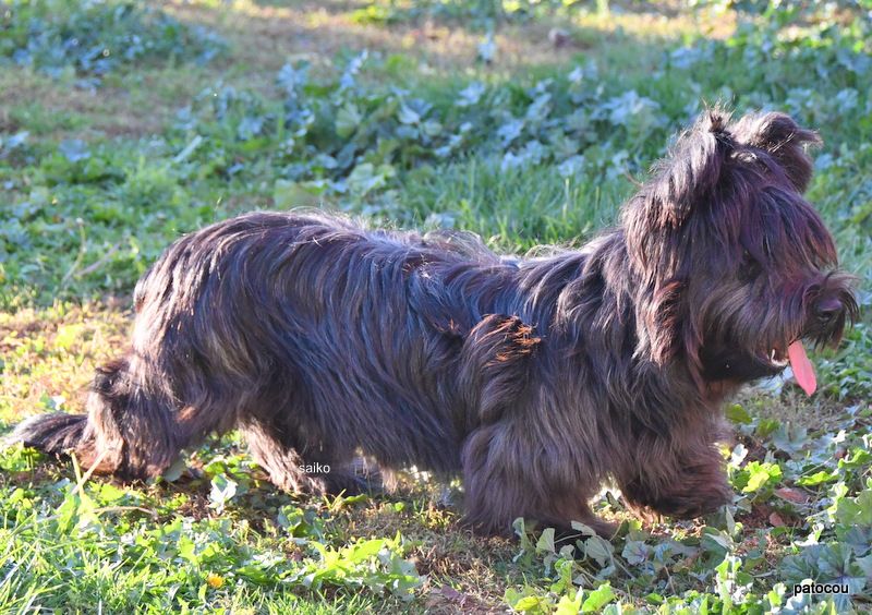 Les Pat O' Cou Du Diamant Noir - Chiot disponible  - Skye Terrier