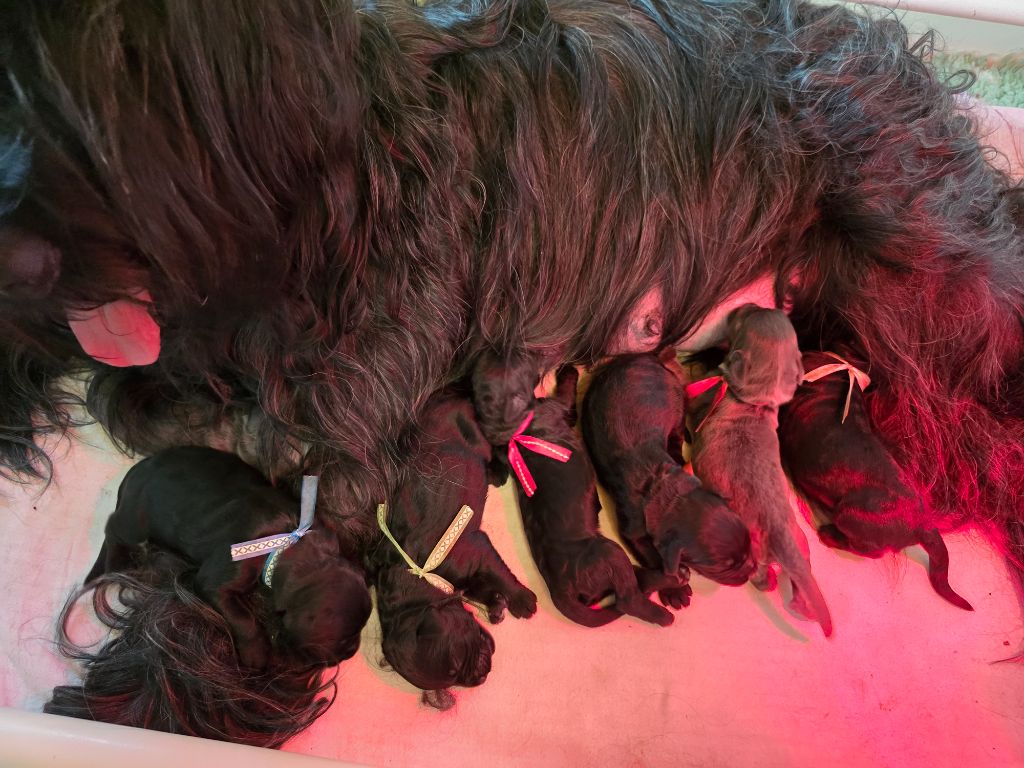 Les Pat O' Cou Du Diamant Noir - 4 decembre 2025 owine et sandohkan