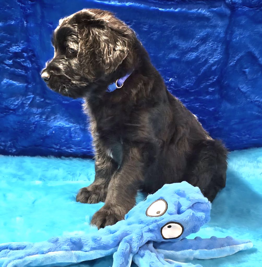 Les Pat O' Cou Du Diamant Noir - Chiots disponibles - Berger de Brie