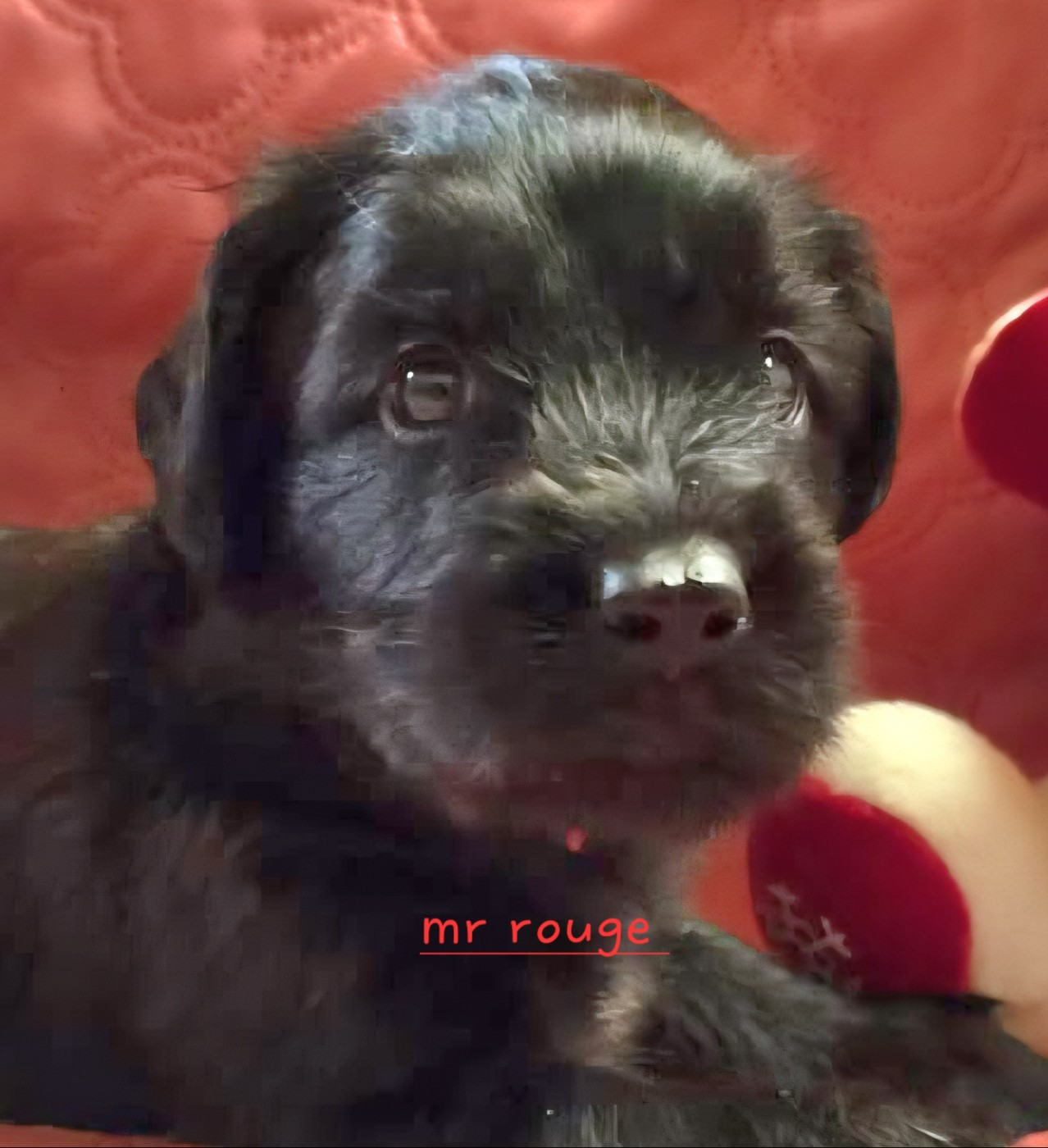 Les Pat O' Cou Du Diamant Noir - Chiots disponibles - Berger de Brie