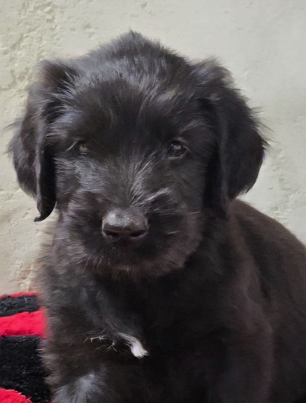 Les Pat O' Cou Du Diamant Noir - Chiots disponibles - Berger de Brie
