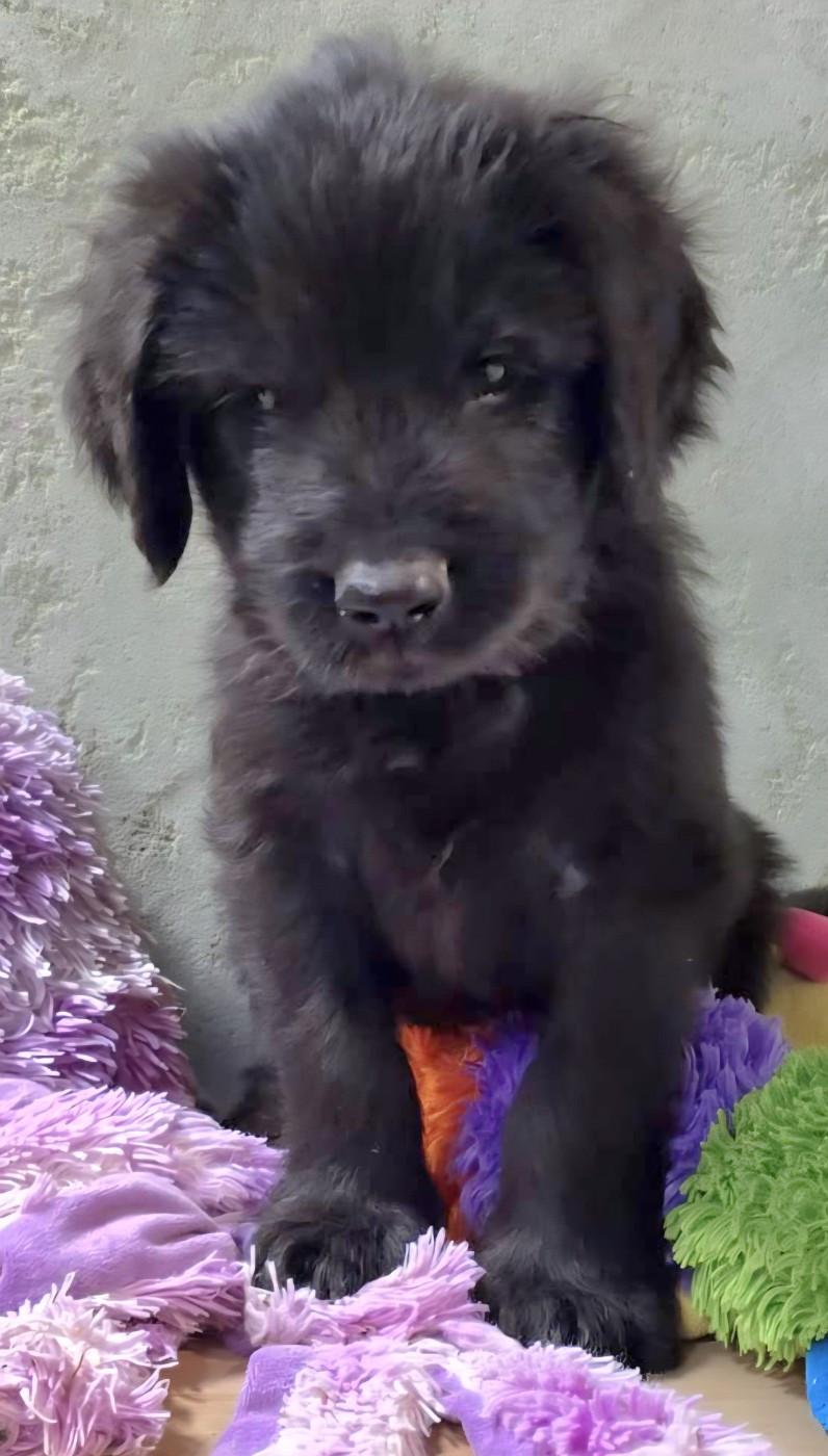 Les Pat O' Cou Du Diamant Noir - Chiots disponibles - Berger de Brie