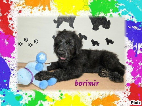 Les Pat O' Cou Du Diamant Noir - Chiots disponibles - Berger de Brie