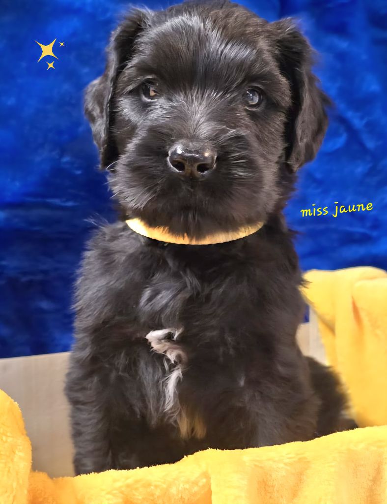 Les Pat O' Cou Du Diamant Noir - Chiots disponibles - Berger de Brie