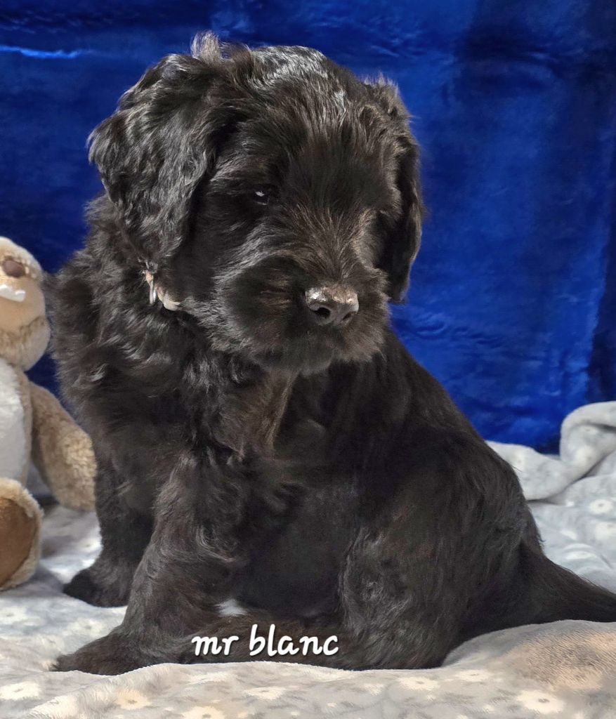 Les Pat O' Cou Du Diamant Noir - Chiots disponibles - Berger de Brie