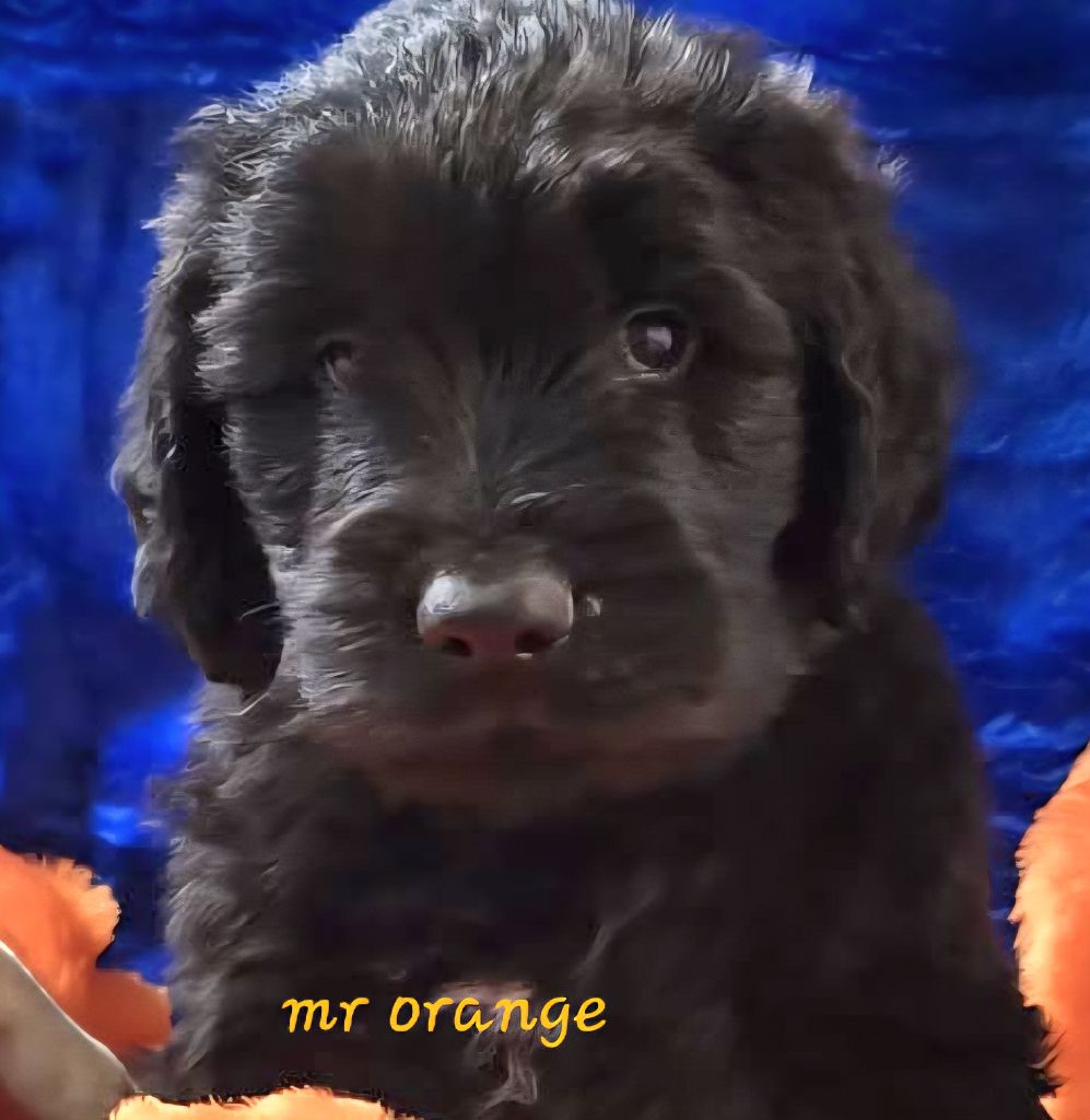 Les Pat O' Cou Du Diamant Noir - Chiots disponibles - Berger de Brie