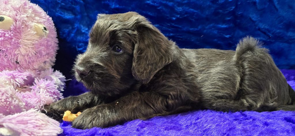 Les Pat O' Cou Du Diamant Noir - Chiots disponibles - Berger de Brie